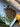 Herbs and a lemon on a white plate with a wooden surface underneath