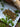Herbs on a white plate with a wooden surface