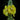 Mullein Benefits for Lung Support and Emotional Resilience