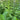 The Potent Potential of Stinging Nettle