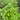 Catnip: More Than Just a Favorite for Cats