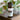 Vial labeled MEGAN & CO. Boji Bliss essential oil, stands atop of wooden table with greenery in the background.