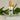 Calm Crown Herbal Roller (8mL) – Cooling Peppermint & Lavender Botanical Roller