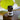 A small 2.3mL bottle of essential oil labeled 'Enchant' by Megan's Apothecary, placed on a wooden surface with leaves in the background.