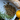 Herbs and a lemon on a white plate with a wooden surface underneath