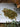 Loose leaf Chest Re-Leaf herbal tea blend on a white plate with eucalyptus leaves and a branch by the side.