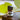 A 2.3ml (5/8th dram) amber glass bottle of Sacred Bloom essential oil on a wooden surface with a blurred leaf background, featuring grounding notes of Sandalwood, White Lotus, and Orange.