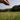 Hand releasing seeds into a grassy field with trees in the background
