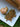 Ginger root and dried herbs on a white plate with a natural background