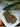 Dried herbs on a white plate with green leaves