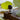 Focus, Essential Oil (5/8th Dram): Clarity + Concentration