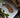 A small amount of brown powdered adaptogen supplement is spread out on a white plate, with green and brown leaves arranged around it.
