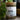 Genuine Herbal Detox: 'Honest Tox Tea,' in Glass Jar - A True Approach to Wellness